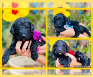 Goldendoodle Puppy for sale in WASHINGTON, NC, USA