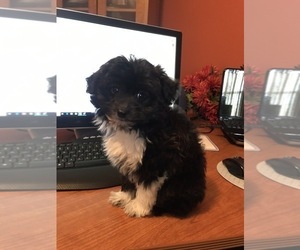 Aussiedoodle Miniature  Puppy for sale in GRANGER, IN, USA