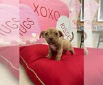 Small Photo #5 Jack Chi Puppy For Sale in Pacifica, CA, USA