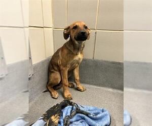 American Staffordshire Terrier-Unknown Mix Dogs for adoption in San Antonio, TX, USA