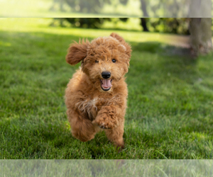 Goldendoodle (Miniature) Puppy for sale in SHIPSHEWANA, IN, USA