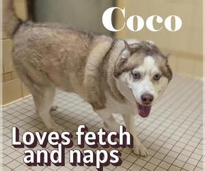 Siberian Husky Dogs for adoption in Denver, CO, USA