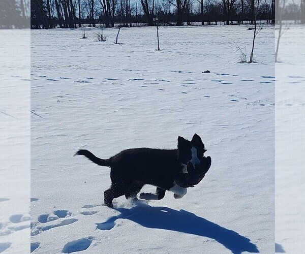 Medium Photo #15 Border Collie Puppy For Sale in NORBORNE, MO, USA