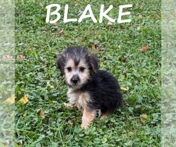 Medium Photo #1 YorkiePoo Puppy For Sale in HARTLAND, MN, USA