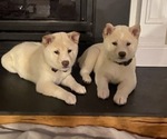 Small Photo #1 Shiba Inu Puppy For Sale in HAMPTON, VA, USA