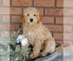 Small Photo #1 Maltipoo Puppy For Sale in MILLERSBURG, OH, USA