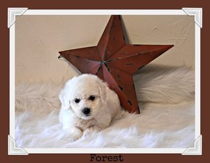 Bichon Frise Puppy for sale in WEST BROOKFIELD, MA, USA