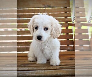Cavachon-Poodle (Miniature) Mix Puppy for sale in HOPKINSVILLE, KY, USA