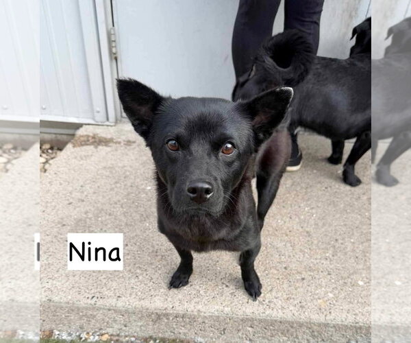 Medium Photo #1 Chow Chow Puppy For Sale in GILBERTS, IL, USA