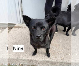 Chow Chow Dogs for adoption in GILBERTS, IL, USA