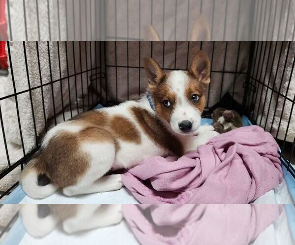 Medium Photo #3 Mutt Puppy For Sale in Sheboygan, WI, USA