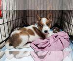Small #2 Mutt