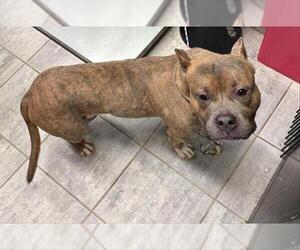 American Staffordshire Terrier-Unknown Mix Dogs for adoption in Grand Prairie, TX, USA