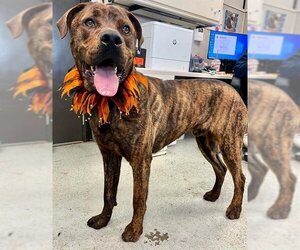 Mastiff-Unknown Mix Dogs for adoption in Stockton, CA, USA