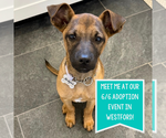 Small #8 Mountain Cur Mix