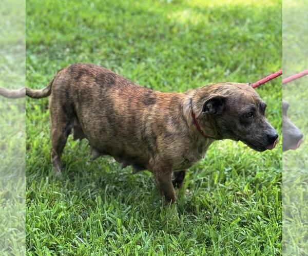 Medium Photo #4 Doxle Puppy For Sale in Yardley, PA, USA