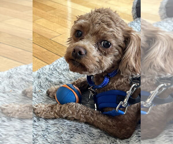 Medium Photo #4 Shih-Poo Puppy For Sale in Mundelein, IL, USA