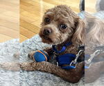 Small #3 Shih-Poo