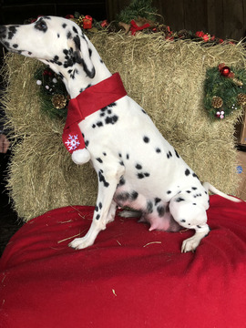 Medium Photo #1 Dalmatian Puppy For Sale in LONGS, SC, USA