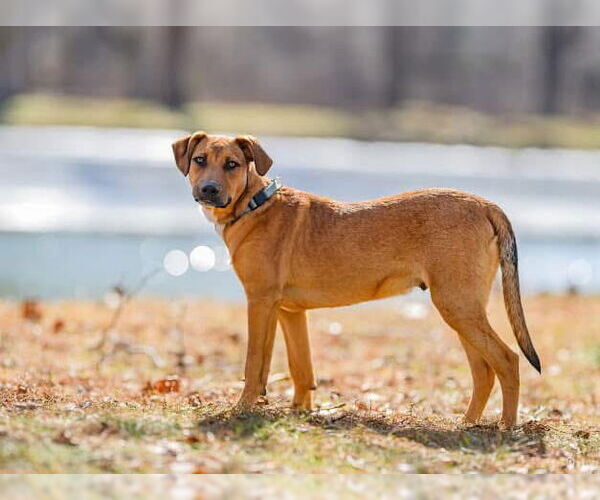 Medium Photo #6 Mutt Puppy For Sale in Germantown, OH, USA