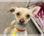 Small Chihuahua Mix