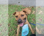 Small #5 Black Mouth Cur Mix