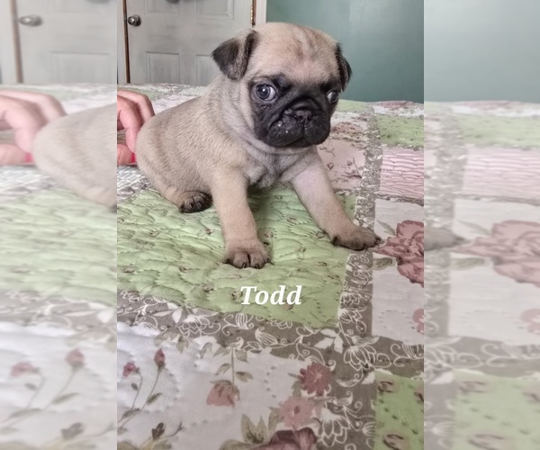 Medium Photo #3 Pug Puppy For Sale in GLENCOE, KY, USA