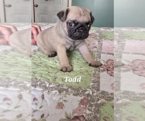Medium Pug