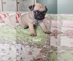 Puppy 2 Pug