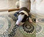 Small Photo #2 Border Collie Puppy For Sale in GUSTINE, CA, USA
