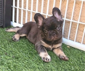 French Bulldog Puppy for sale in LAS VEGAS, NV, USA