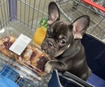 Puppy Puppy 2 French Bulldog