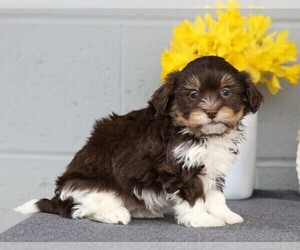 Havanese Puppy for sale in FREDERICKSBG, OH, USA
