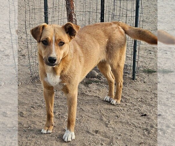 Medium Photo #10 Mutt Puppy For Sale in Lake Forest, CA, USA