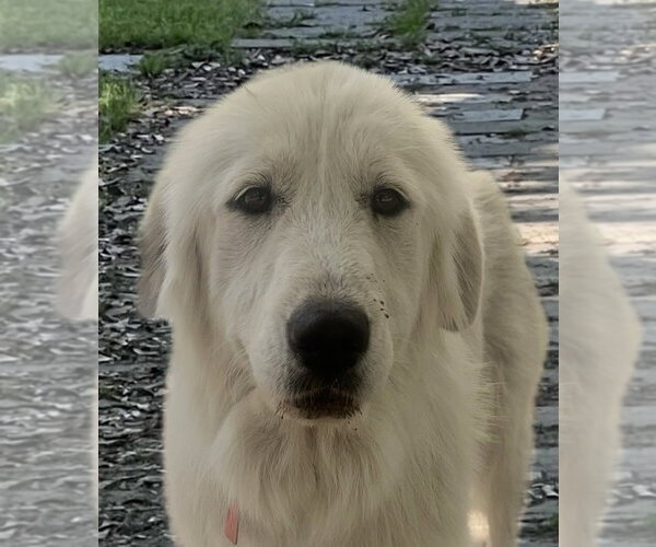 Medium Photo #1 Great Pyrenees Puppy For Sale in Spring, TX, USA