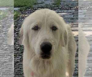Great Pyrenees Dogs for adoption in Spring, TX, USA