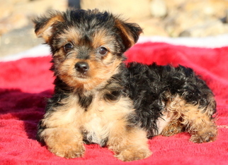 Morkie Puppy for sale in MOUNT JOY, PA, USA