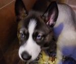 Small Photo #3 Siberian Husky Puppy For Sale in BELOIT, WI, USA