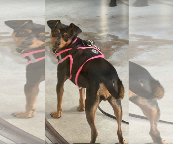 Medium Photo #5 Miniature Pinscher Puppy For Sale in Lake Elsinore, CA, USA