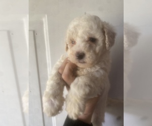 Maltipoo Dogs for adoption in VENETA, OR, USA