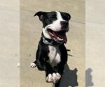 Small #1 American Pit Bull Terrier