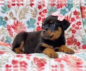 Rottweiler Puppy for sale in LAKELAND, FL, USA