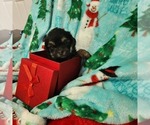 Small Photo #11 Shorkie Tzu-Zuchon Mix Puppy For Sale in COWARD, SC, USA