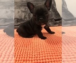 Small Photo #5 French Bulldog Puppy For Sale in CLIFTON, NJ, USA