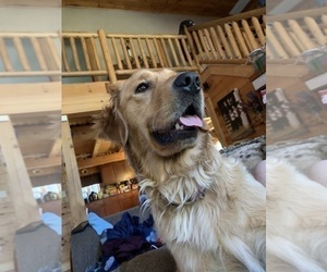 Mother of the Golden Retriever puppies born on 10/15/2025