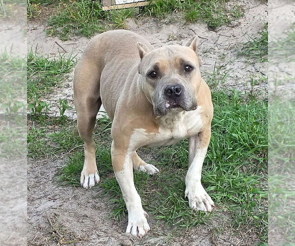 Medium Photo #5 American Staffordshire Terrier-Staffordshire Bull Terrier Mix Puppy For Sale in Brewster, NY, USA