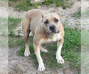 Hope (SC) - Female American Staffordshire Terrier-Staffordshire Bull Terrier Mix Dog for Adoption - Photo #5