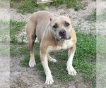 Small #4 American Staffordshire Terrier-Staffordshire Bull Terrier Mix