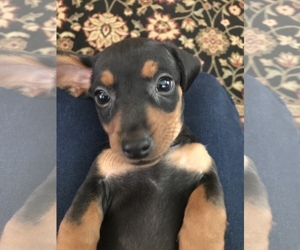 Medium Photo #1 Dachshund Puppy For Sale in LIVE OAK, TX, USA