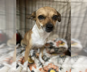 Chihuahua-Unknown Mix Dogs for adoption in Cranston, RI, USA